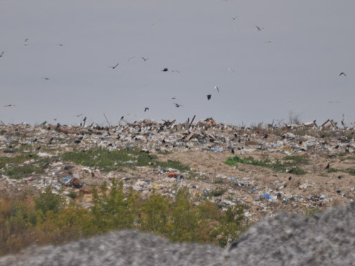 На новую систему вывоза мусора переходит Вологодская область